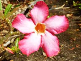 Flower of CoCreation